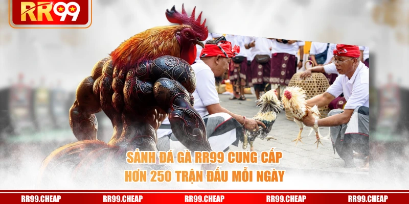 Sảnh Đá Gà RR99 cung cấp hơn 250 trận đấu mỗi ngày