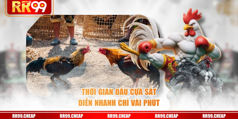 Thời gian đấu cựa sắt diễn nhanh chỉ vài phút