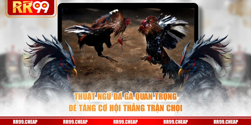Thuật ngữ đá gà quan trọng để tăng cơ hội thắng trận chọi
